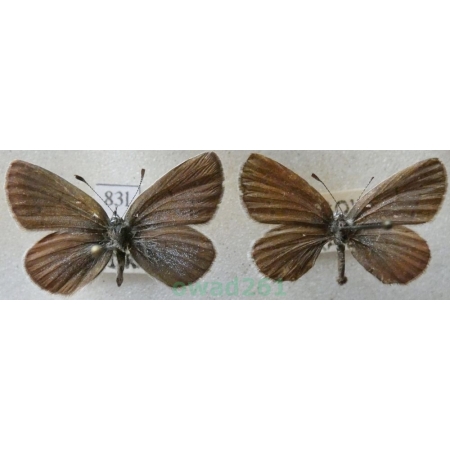 Cupido minimus (Fuessly, 1775) pair Modraszek malczyk Czech83l